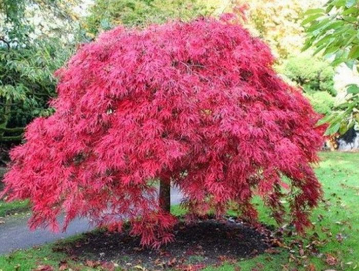 Maple ng Manchuria sa taglagas