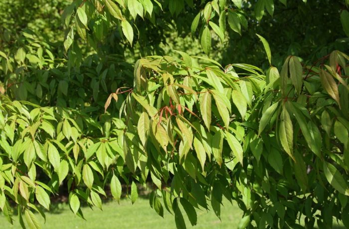 Maple ng Manchuria