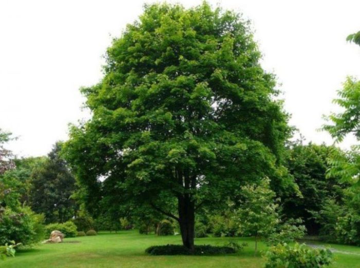 Maple ng Norway