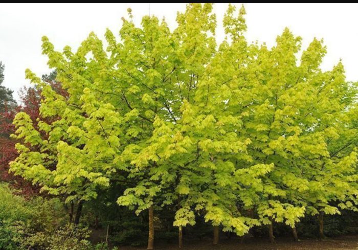 Kultirang maple ng Norway na Princeton Gold