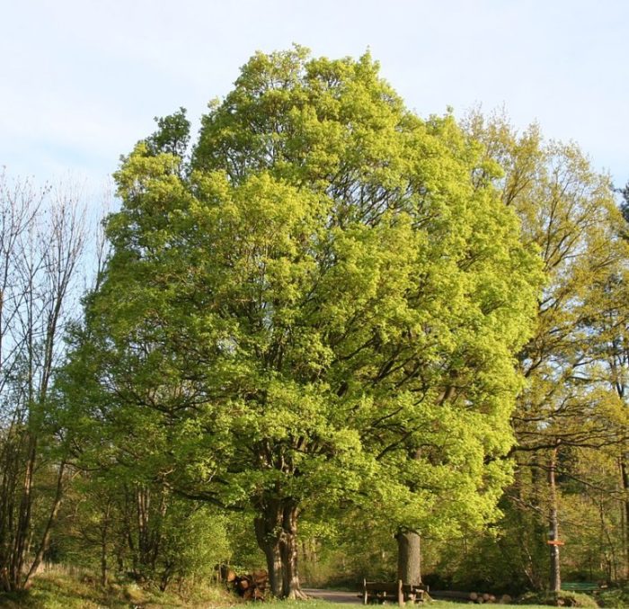 Mga uri ng maple sa kapatagan