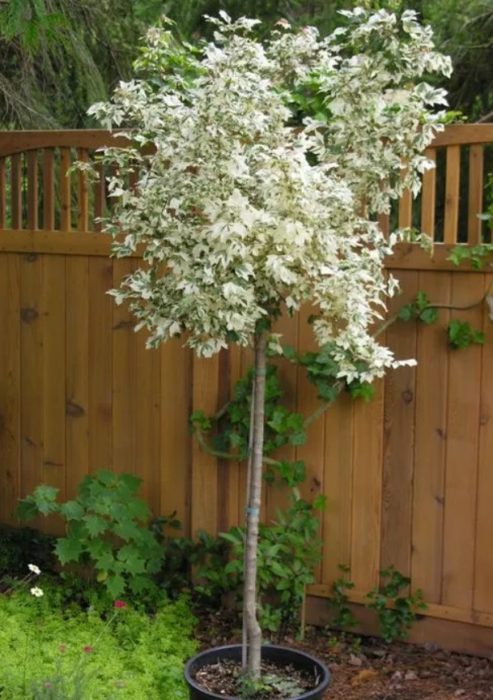 Karnabal ng Field Maple