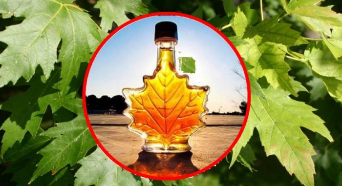 Mga benepisyo ng maple