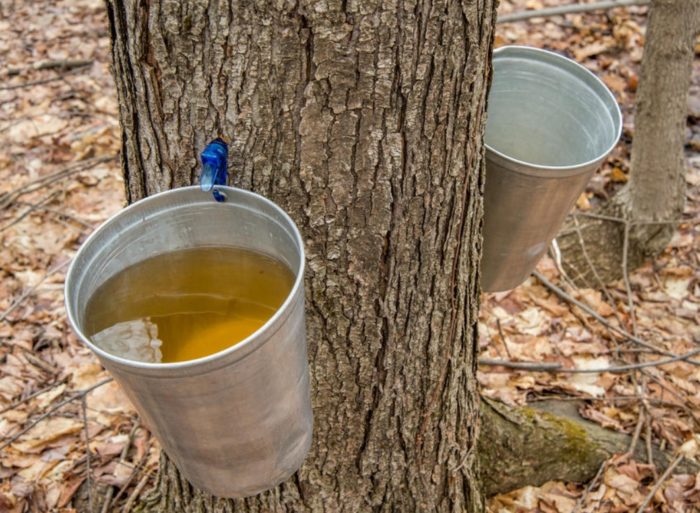 Produksyon ng syrup ng maple