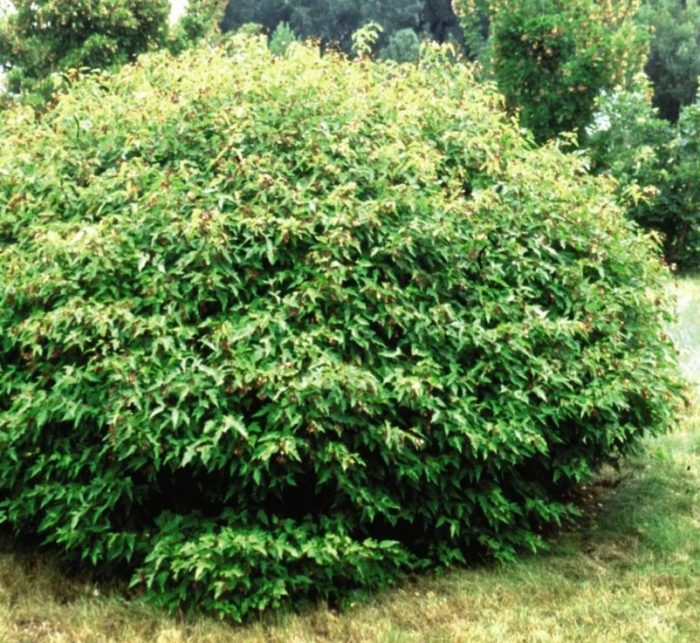 Bailey Compact na uri