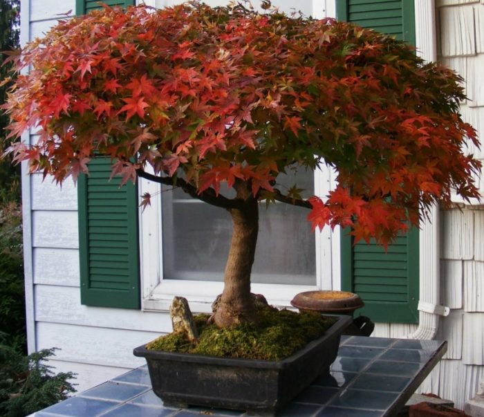 Bonsai ng maple