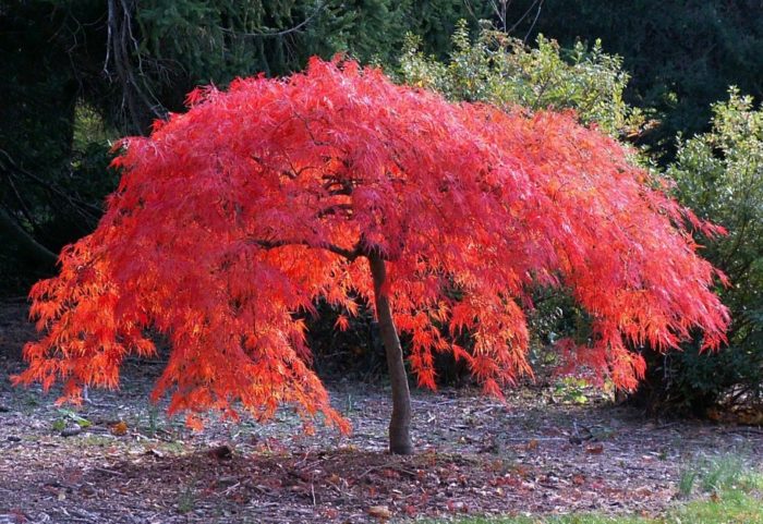 Maple ng Hapon