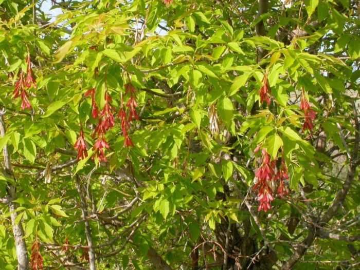 Box elder