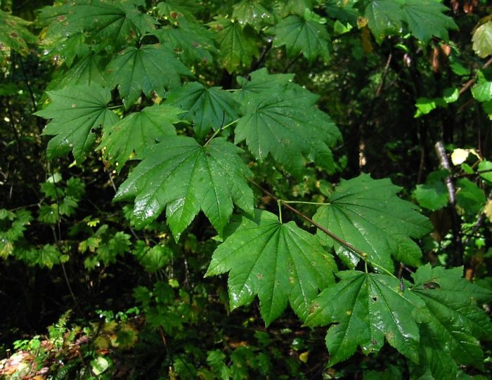 Kulot na maple