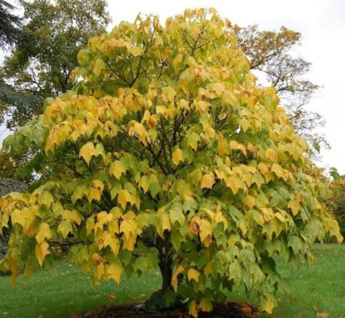 Mga uri ng maple na may berdeng balat