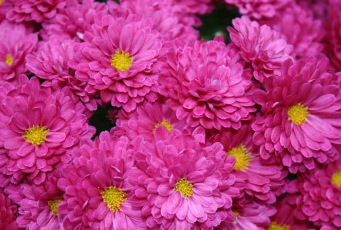 Karaniwang laki ng bulaklak ng krisantemo