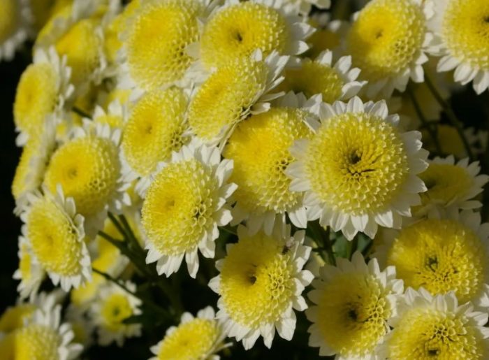 Krisantemo ng anemone