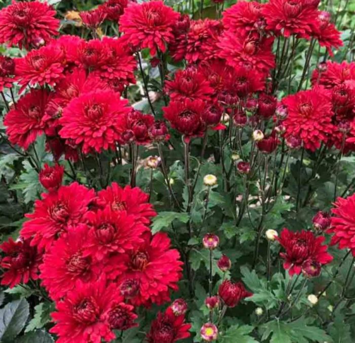 Uri ng Chervona viburnum