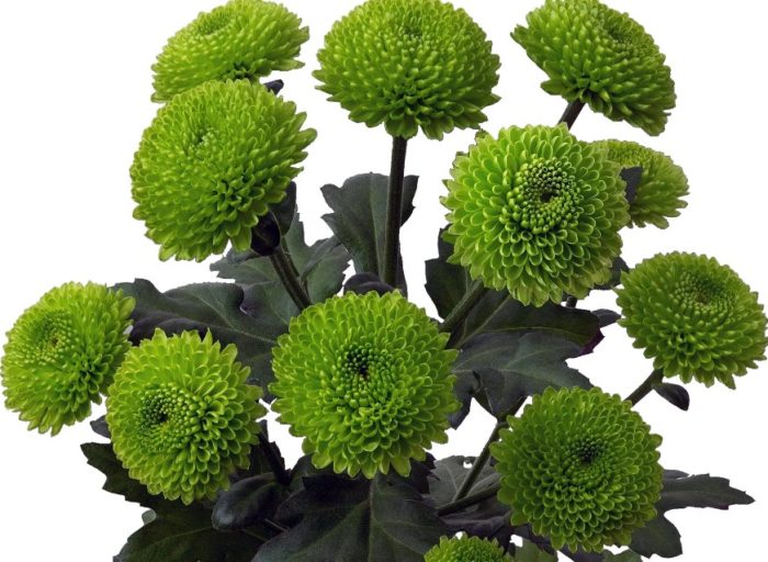 Uri ng Filin Green