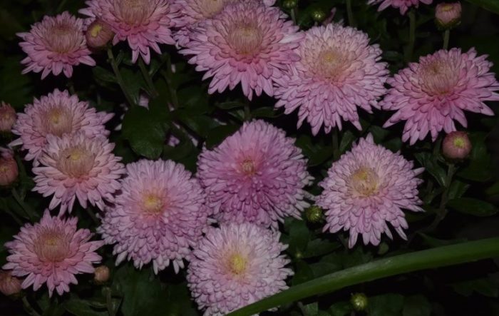 Iba't ibang Cassandra Pink