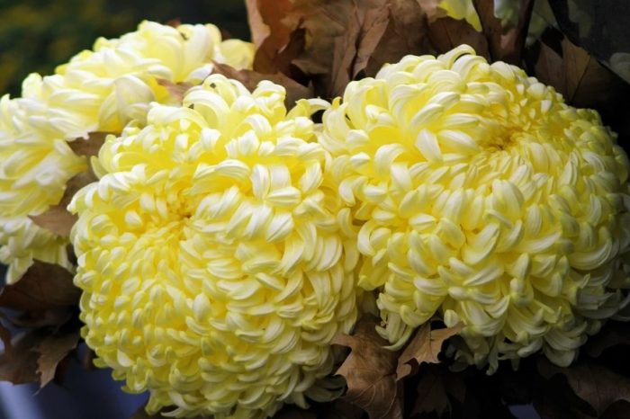 Terry chrysanthemum