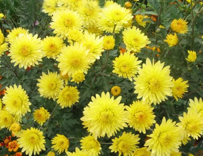 Walang amoy na lemon chrysanthemum