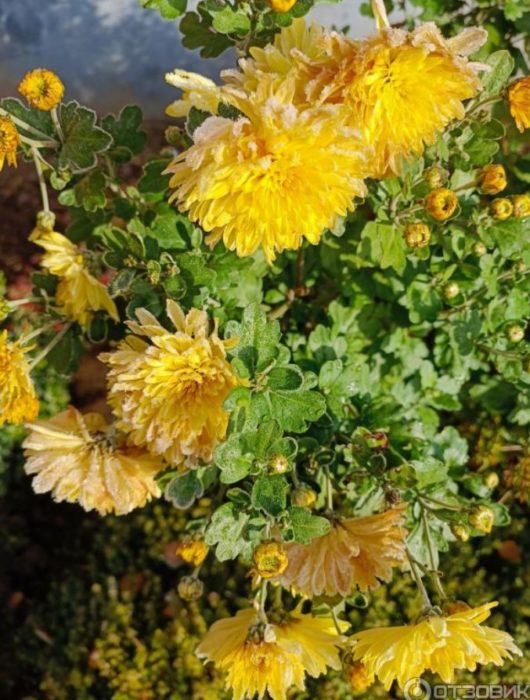 Namumulaklak ang mga chrysanthemum bago ang hamog na nagyelo