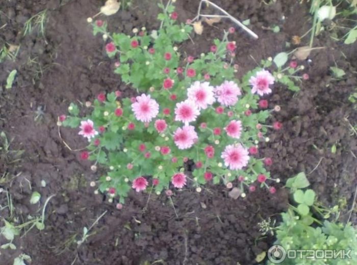 Krisantemo sa isang kama ng bulaklak