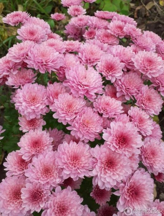 Rosas na kariktan