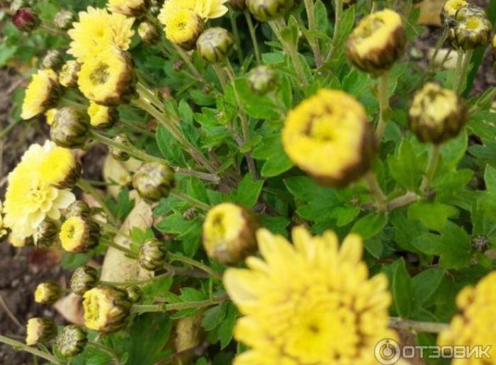 Mga dilaw na chrysanthemum sa palumpong