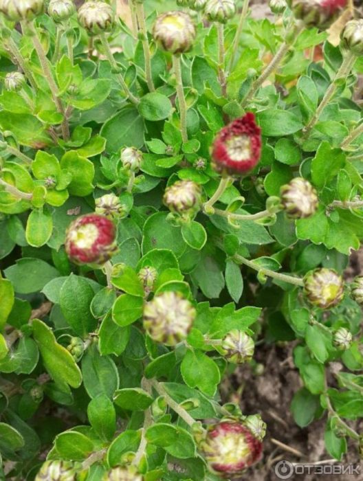 Nagbubukas ang mga bulaklak ng krisantemo