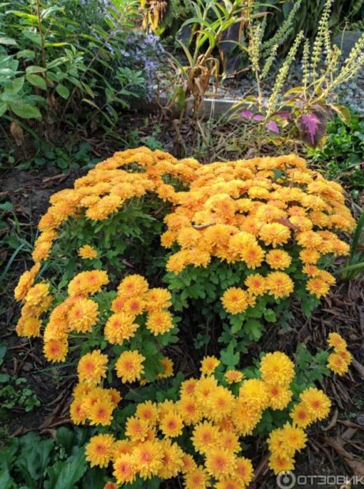 Ang isang malaking bilang ng mga bulaklak sa isang bush chrysanthemum