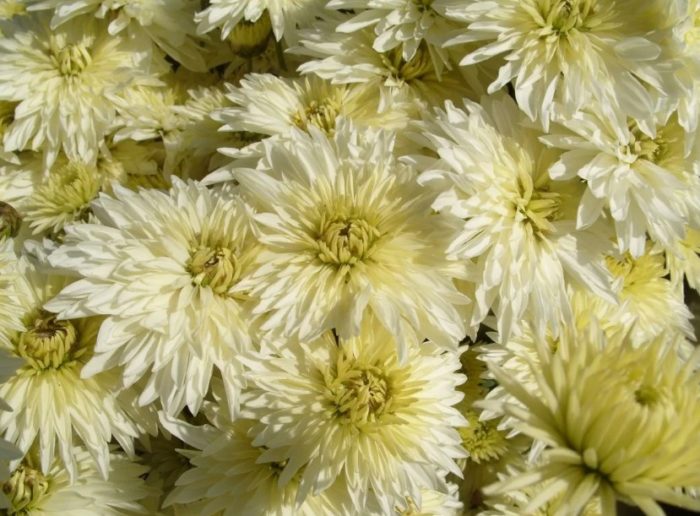 Mga semi-dobleng inflorescence