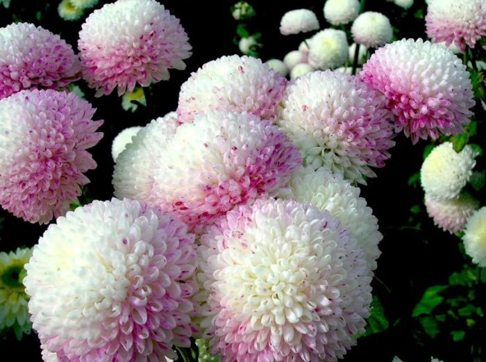 Pompom chrysanthemum