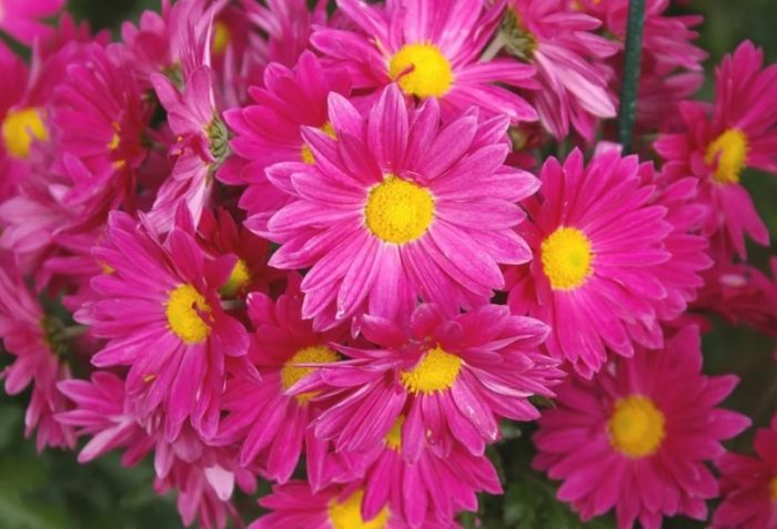 Mga simpleng bulaklak