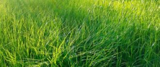 Damuhan na bentgrass