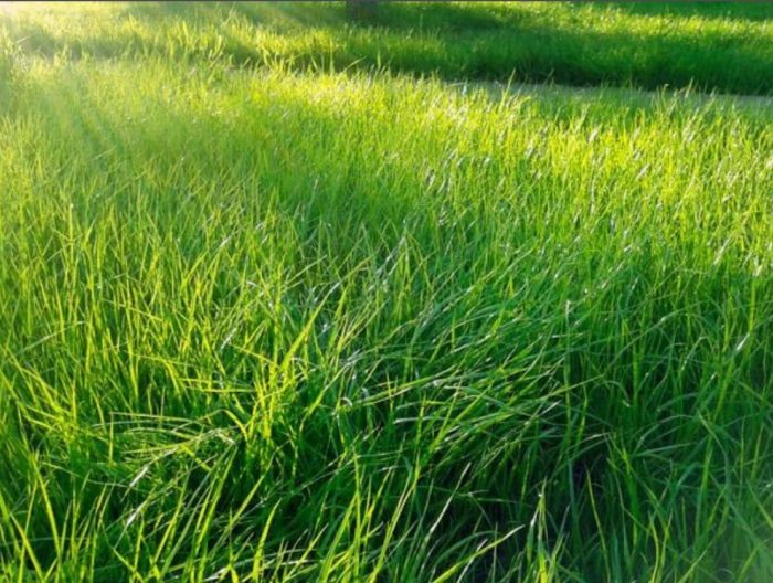 Damuhan na bentgrass