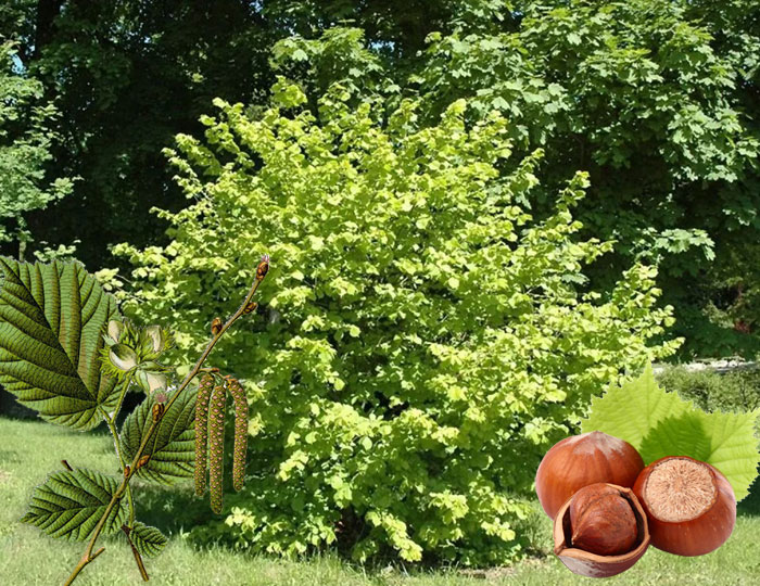 Lieskový orech Lieska