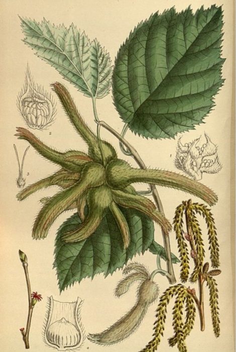 Mandžuský orech Botanická ilustrácia liesky mandžuskej