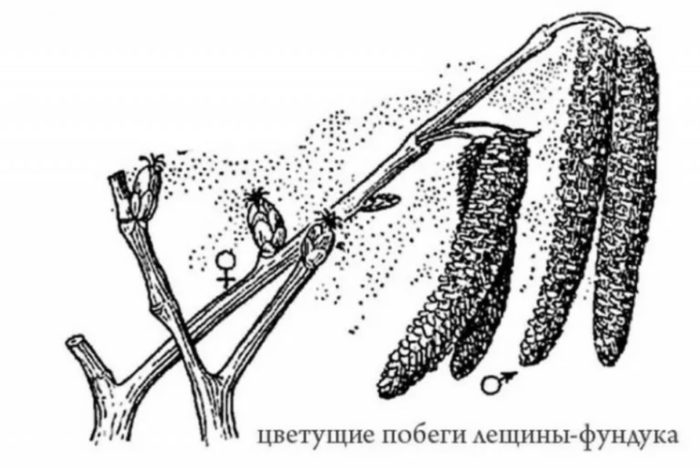 Opeľovanie liesky Opeľovanie liesky