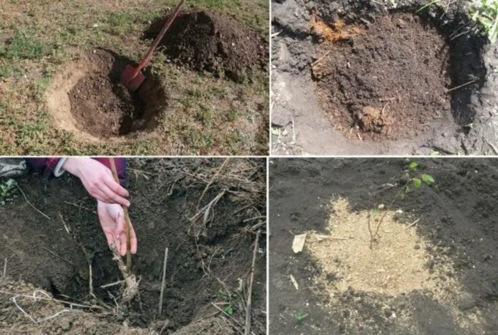 Výsadba liesky Výsadba lieskových orechov
