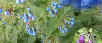 Mga bulaklak ng comfrey