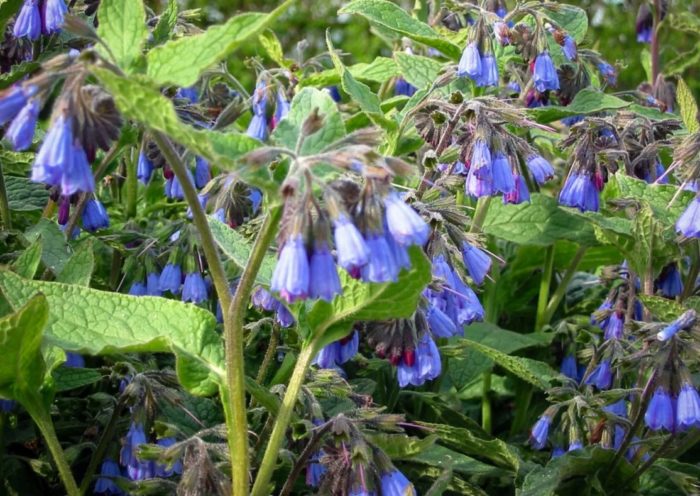 Comfrey