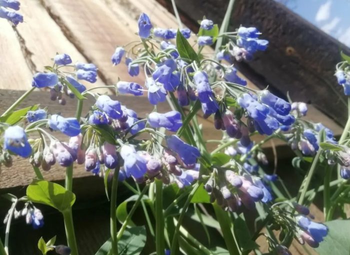 Comfrey sa isang kama ng bulaklak