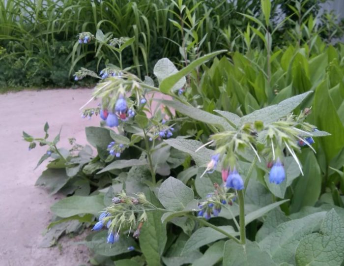 Comfrey sa isang kama ng bulaklak