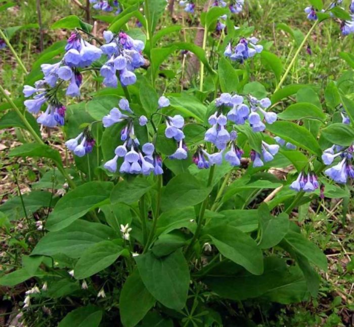 Mga palumpong ng comfrey