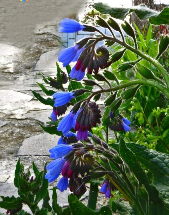 Asul na comfrey
