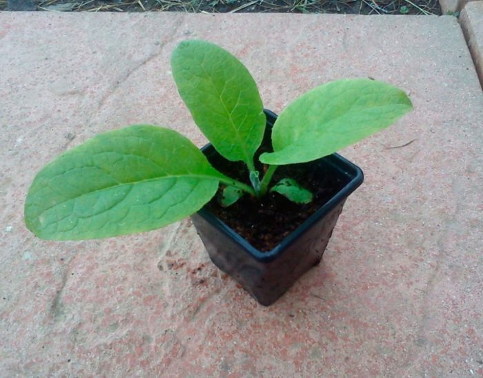 Punla ng comfrey