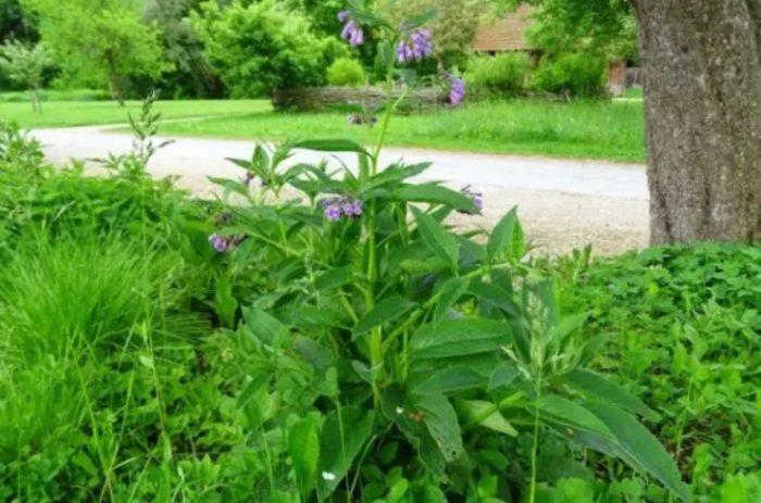 Comfrey sa tabi ng puno