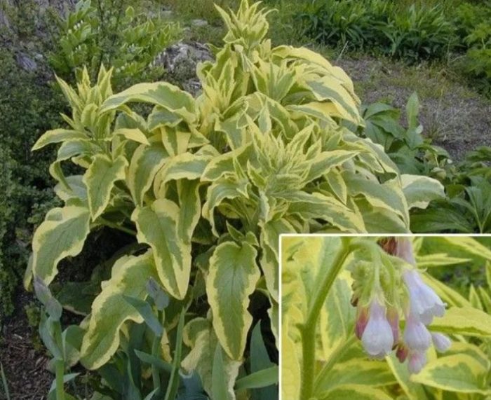 Uri ng Axminster Gold