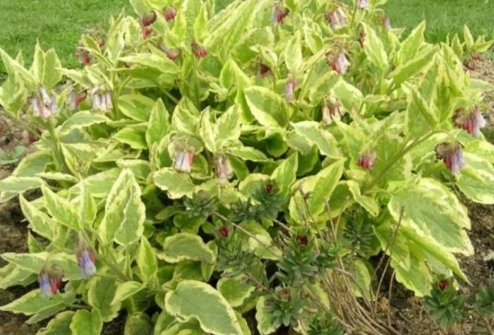 Uri ng Comfrey na Belsay Gold