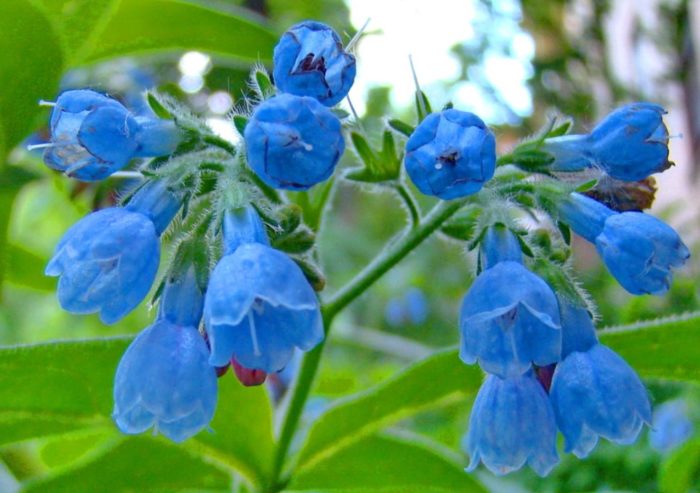 Mga Bulaklak ng uri ng Eminence