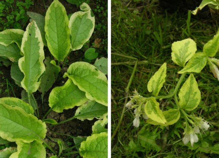 Comfrey Goldsmith