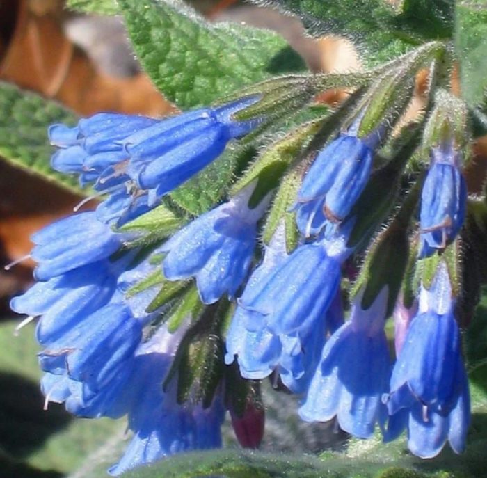 Kultirang Comfrey na Hidcote Blue