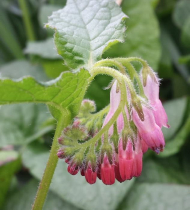 Hidcote Pink
